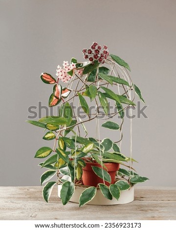 Hoya Carnosa and Hoya Pubicalyx Potted Plant. Different Varieties of Hoya, Krimson Princess and Krimson Queen Species in Bloom. Porcelain flower or wax plant. Royalty-Free Stock Photo #2356923173