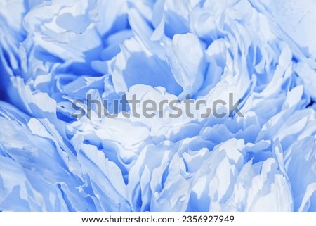 Vivid peony flowers close up nature background, summer festive floral pattern, abstract nature delicate flowery backdrop, botany environment scenery, pastel blue white blossoming flower, sunlight