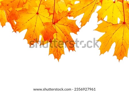 Autumn natural yellow red leaves frame isolated on white background, beauty in nature maple leaf, environment frame from autumnal foliage, fall colored scene, aesthetic nature view, design element