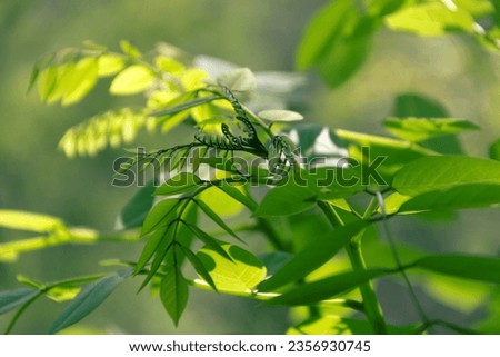 Illustrative picture for the botany course. Young tree draw. You can see how the paired pinnate opposite leaves open. Tropical plant from Sri Lanka Royalty-Free Stock Photo #2356930745
