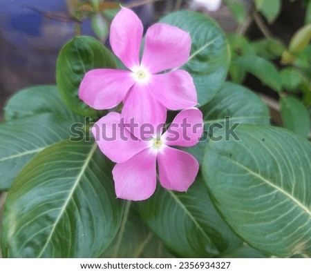Catharanthus roseus also known as bright eyes, Cape periwinkle, graveyard plant, Madagascar periwinkle, old maid, pink periwinkle, rose periwinkle, tapak dara. Purple cape flower with green leaves.  Royalty-Free Stock Photo #2356934327