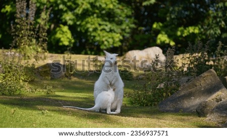with a white kangaroo cub. White kangaroo eating with its cub