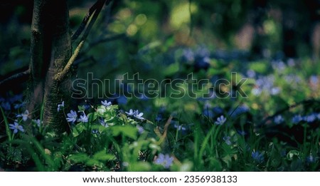 Close-up of purple flowering Anemone hepatica (common hepatica, liverwort, kidneywort, pennywort) on field