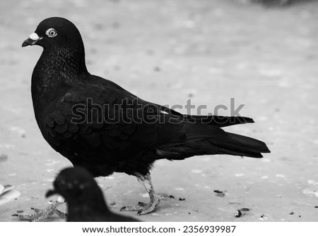A beautiful black pigeon in black and white image , portrait picture of dove , black and white picture 