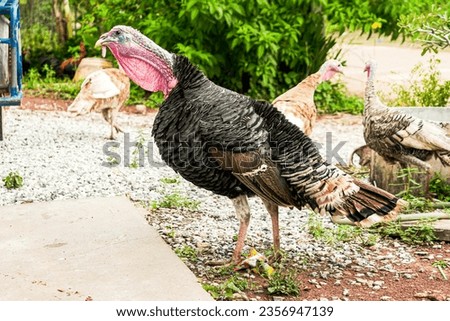 Adult male feathered turkeys Pets for food The head has a proboscis and stands close up.