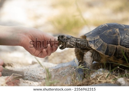 European terrestrial turtle with human hand and open mouth. Macro photo with light background, soil turtle.