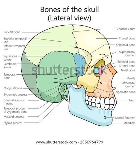 Human skull bones structure lateral view diagram schematic vector illustration. Medical science educational illustration