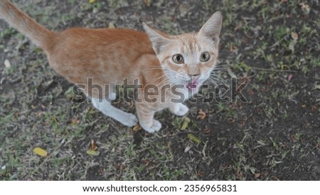 closeup pic of street cat . cute look of a street cat. beautiful shade of cat.
