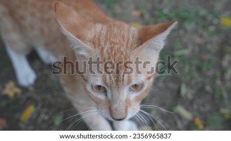 closeup pic of street cat . cute look of a street cat. beautiful shade of cat.