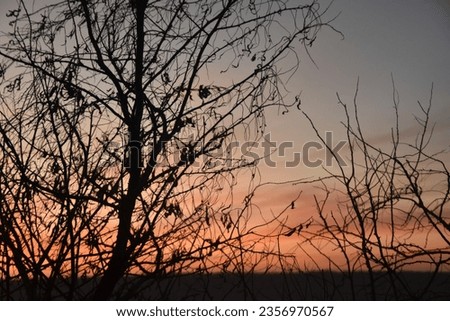 View of the estuary in the evening at sunset, pink sky through the black branches of trees