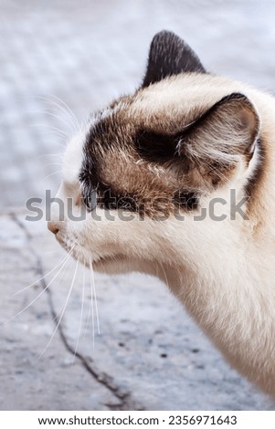 White cat with blue eyes closeup portrait, copy space