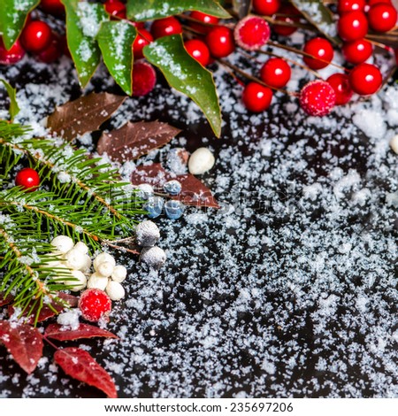 winter Christmas concept of evergreen branches, red leaves and berry with snow, closeup