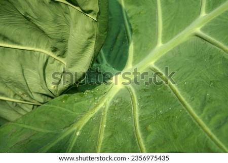 Natural photo background from taro plants with broad leaves            