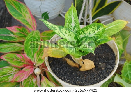Aglonema Chinese Evergreen, aglonema red gold, aglonema aurora with green leaves with red stripes. Beautiful Ornamental flowers  Royalty-Free Stock Photo #2356977423