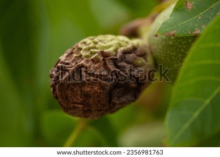 A rotten nut in a healthy and green tree, with wrinkled bark. High quality macro picture.