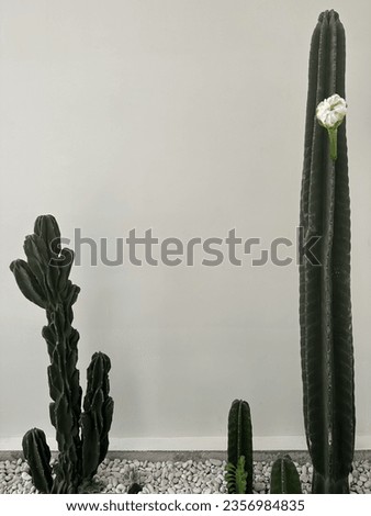 Cactus plants in the room, as decoration. It looks harmonious and harmonious, and people who sit there will feel comfortable.