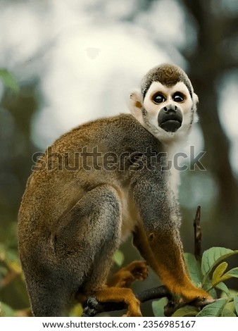 Squirrel Monkey pictures images.Squirrel monkeys photos.Beautiful monkey pictures in the world.Squirrel Monkey sitting images.