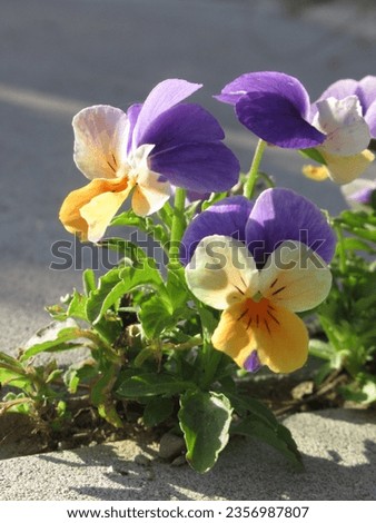 Close-up of a pansy flower