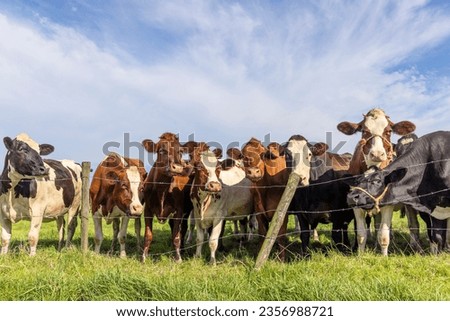 Cows behind fence, group standing together waiting, green grass, a herd side by side
