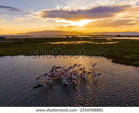 Flock of flamingos above the river Ebro, the delta region of the Ebro River in the southwest of the Province of Tarragona in the region of Catalonia in Spain Royalty-Free Stock Photo #2356988881