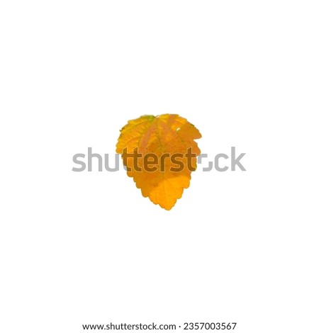 orange grass close to falling on a white background