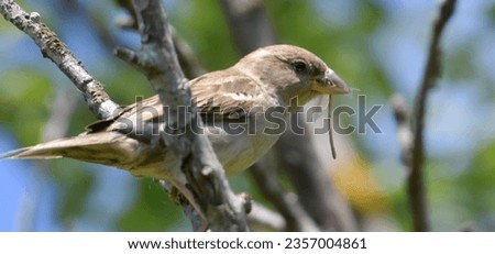 A small sparrow perches on a tree branch with a moth in its mouth.