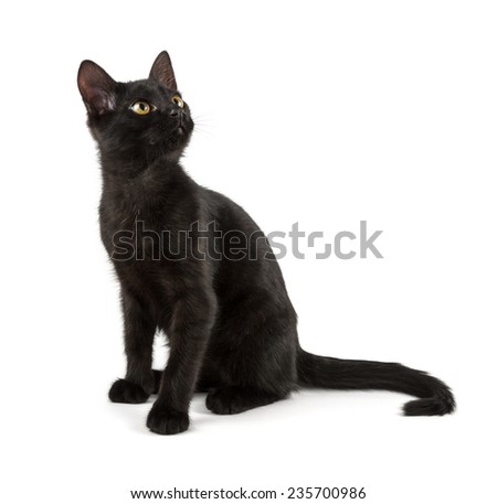 sitting black cat looks up over white