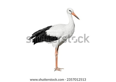 Crane bird full length isolated on white background. Black and white Crane is tall, long-legged, long-necked bird Royalty-Free Stock Photo #2357012513