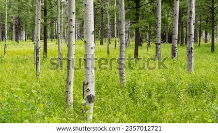 Aspen trees in a green grass meadow at Black Butte Ranch near Sisters, Oregon Royalty-Free Stock Photo #2357012721