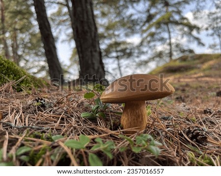 Picture of mushroom in the forest