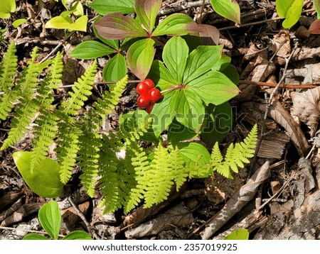 Closeup pic of wild red berry in the forest.