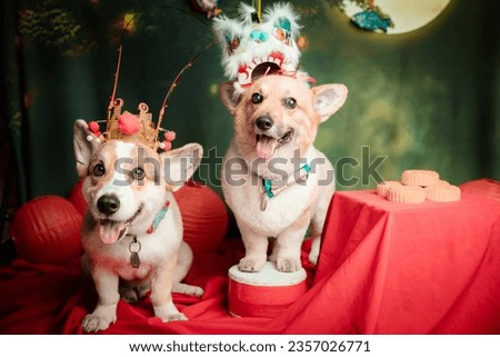2 corgi dogs taking pictures of chinese mid-autumn