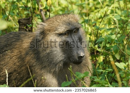Baboons adult and young in Uganda country