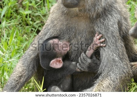 Baboons adult and young in Uganda country