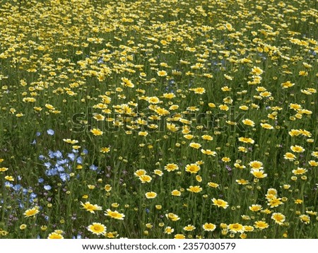 macro wildflowers, shell creek road, san luis obispo county, california