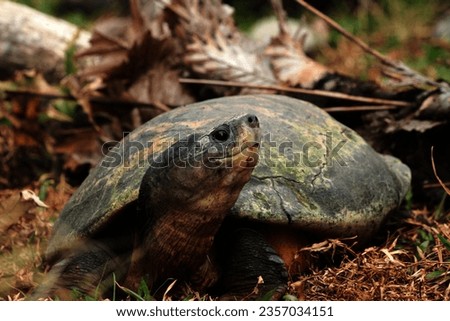 The Borneo River Turtle or Byuku is a type of turtle in the Bataguridae family. These turtles can be found in Indonesia and Malaysia. These turtles are commonly called biuku, bajuku, or ivory turtles.