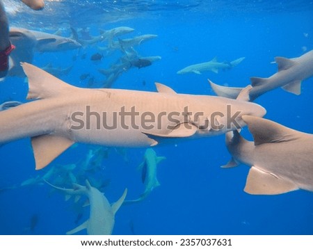 nurse sharks in blue Maldives water 