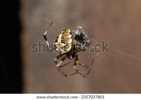 A beautiful hairy field spider (Neoscona sp.) eating its prey on its web