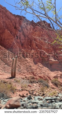 desert landscape with cactus and mountain