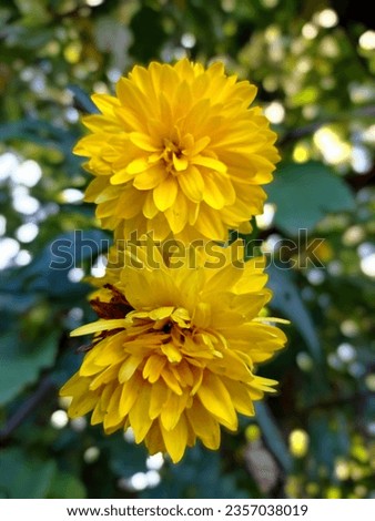 Yellow Flowers, Flowers Macro Photo