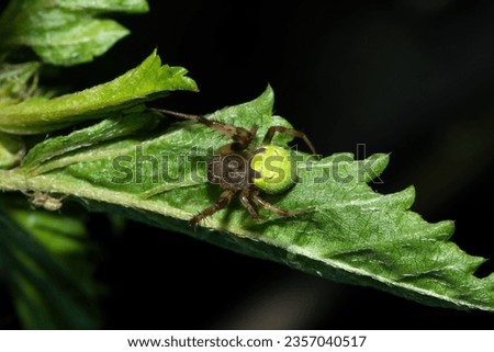 Close-up of a gorgeous Green Hairy Field Spider (Neoscona rufipalpis) in the wild