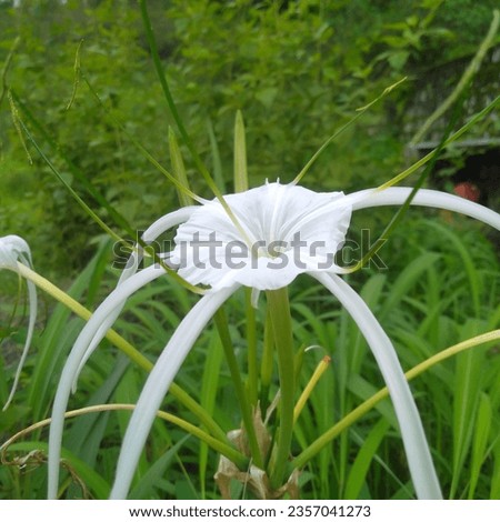 Beautiful White Flower in the Nature 