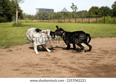 Two young dogs. A black Labrador Golden Retriever puppy playfully wrestling with a mixed-breed puppy.