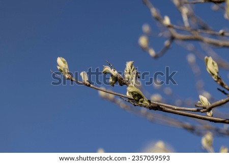 leafless deciduous trees in the spring season, beautiful bare branches of deciduous trees after winter Royalty-Free Stock Photo #2357059593