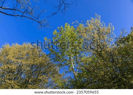 green foliage on hornbeam tree in spring bloom, beautiful new leaves on hornbeam trees in spring