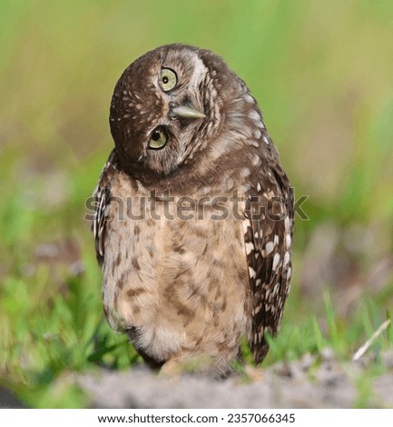 Curious burrowing owl in Florida  Royalty-Free Stock Photo #2357066345