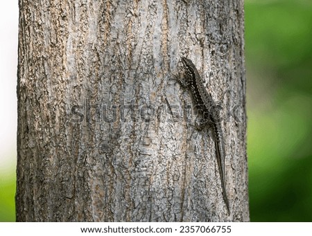 Wall lizard but shooted on a trunk in one of park in Venice Italy.