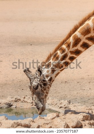 Giraffe drinking water in the Kgalagadi Transfrontier Park, Kalahari 