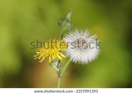 Close up yellow flower and seed fluff of common sowthistle, milky tassel (Sonchus oleraceus). Family Asteraceae, Compositae. Dutch garden. Late summer, September                                Royalty-Free Stock Photo #2357091393