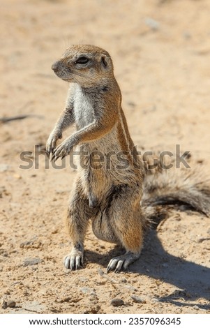 Cape Ground Squirrel, Kgalagadi Transfrontier Park, Kalahari 